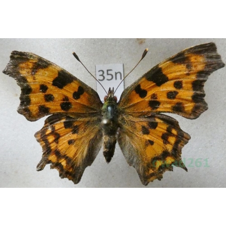 Polygonia c-album (Linnaeus, 1758)  Rusałka ceik Poland35n